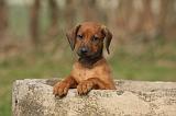 RODESIAN RIDGEBACK 173